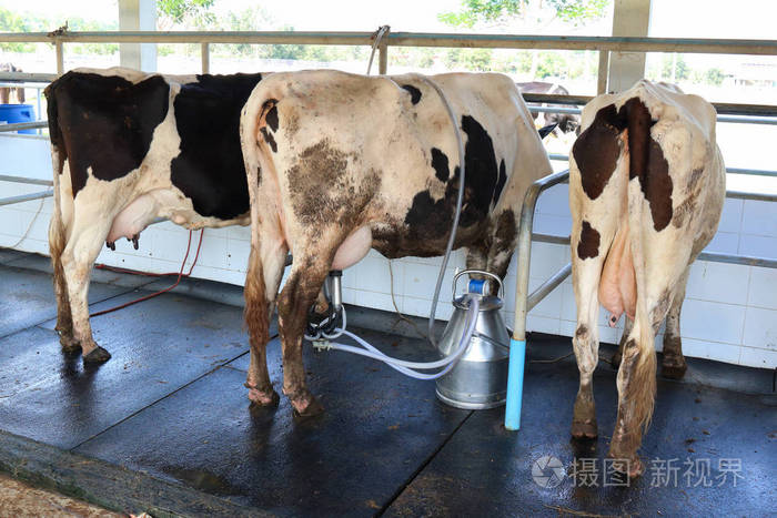 奶牛挤奶设施和机械化挤奶设备