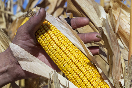 s hands with ripe corn. 