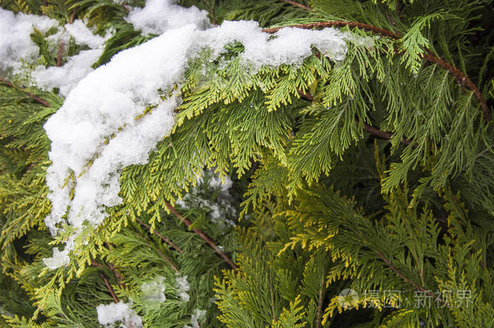 绿色有机装饰品雪松枝和雪叶在冬季的自然背景