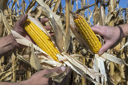 s rough hands holding corn cob on the stalk , checking the ripen