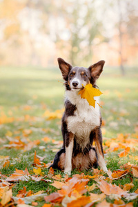 边界牧羊犬与玩具。 狗嘴里衔着秋叶。 秋天的概念。 秋天的叶子。 秋季季节