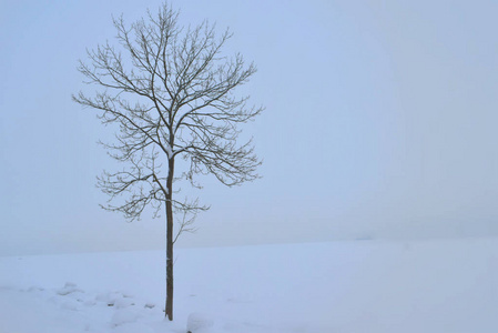 白雪背景下孤独的树