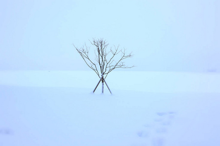 白雪背景下孤独的树