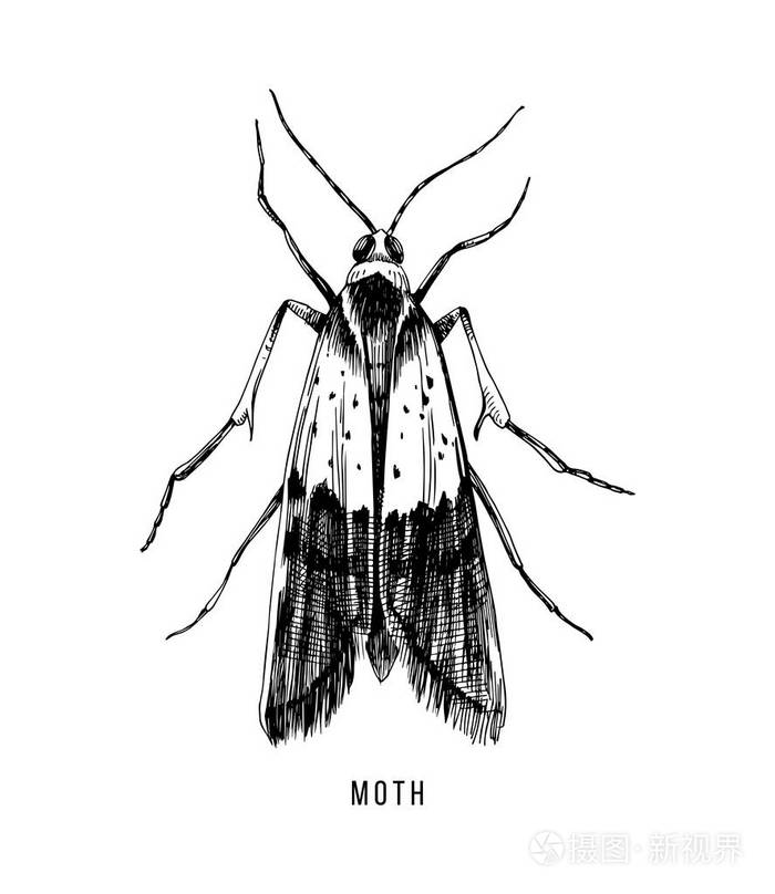 手绘食物飞蛾在白色背景