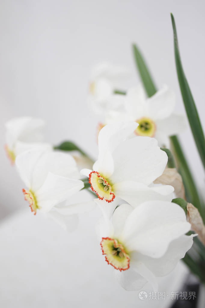 水仙花在白色背景上特写. 完美的春花. 节日白花. 结婚花束.