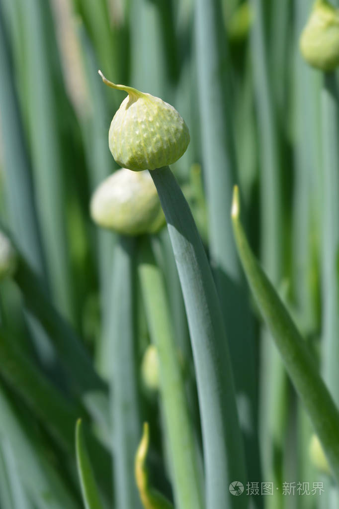 亚洲野生洋葱花苞拉丁名称alliumledebourianum