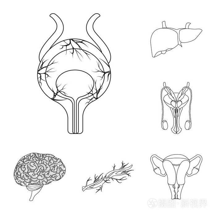 人体和人体图标的矢量图示。一套身体和医疗股票向量例证