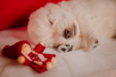 一只可爱的西猎犬和他的玩具睡在白色帆布上