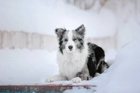 冬天的狗。 降雪。 冬季散步