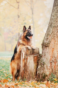 德国牧羊犬。 秋天的心情。