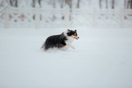 雪特兰牧羊犬在冬天。 下雪的日子。 主动狗