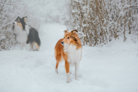 雪特兰牧羊犬在冬天。 下雪的日子。 主动狗