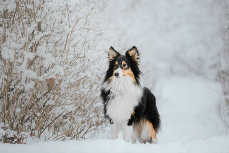 雪特兰牧羊犬在冬天。 下雪的日子。 主动狗