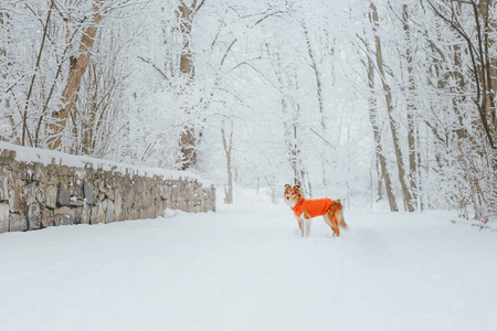 雪特兰牧羊犬在冬天。 下雪的日子。 主动狗