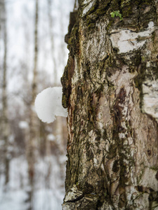 俄罗斯一片白雪覆盖的冬林中一棵桦树树干的奇异景象