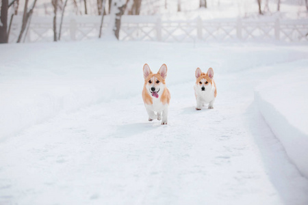 科吉狗在雪地里