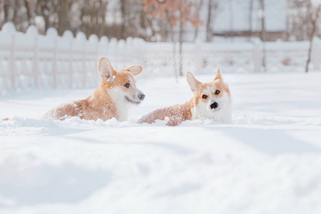 科吉狗在雪地里
