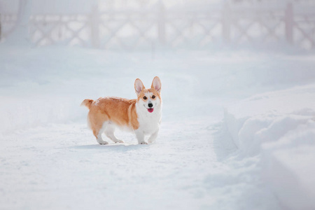 科吉狗在雪地里