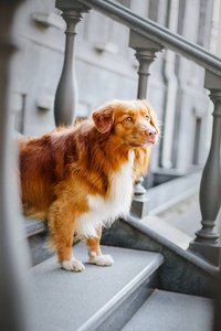 新斯科舍鸭托林猎犬