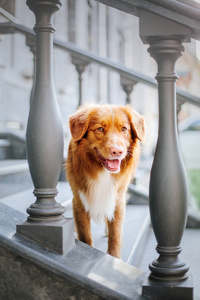 新斯科舍鸭托林猎犬