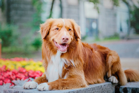 新斯科舍鸭托林猎犬