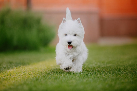 西高地白梗犬