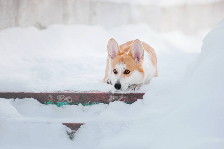 雪地里的科吉狗