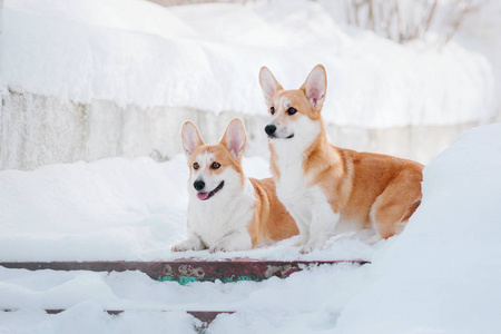 雪地里的科吉狗