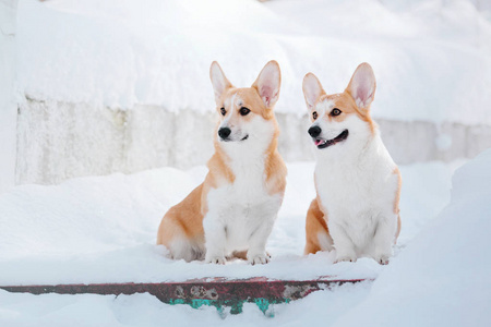 科吉狗在雪地里