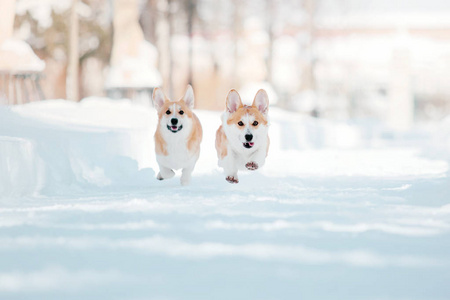 雪地里的科吉狗