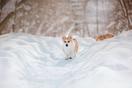 雪地里的科吉狗