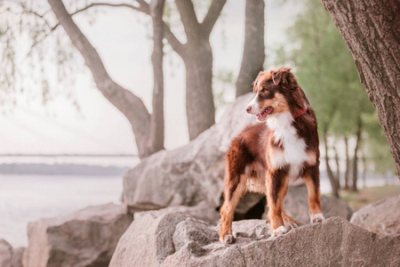 澳大利亚牧羊犬。公园里的一只狗。澳大利亚狗