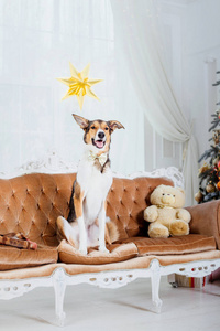 有圣诞背景的狗。新年礼物。圣诞树。寒假