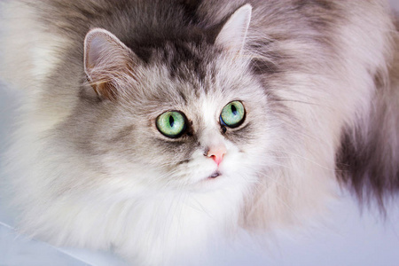 一只灰色和白色的猫的肖像特写