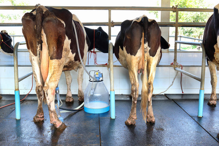 奶牛挤奶设施和机械化挤奶设备