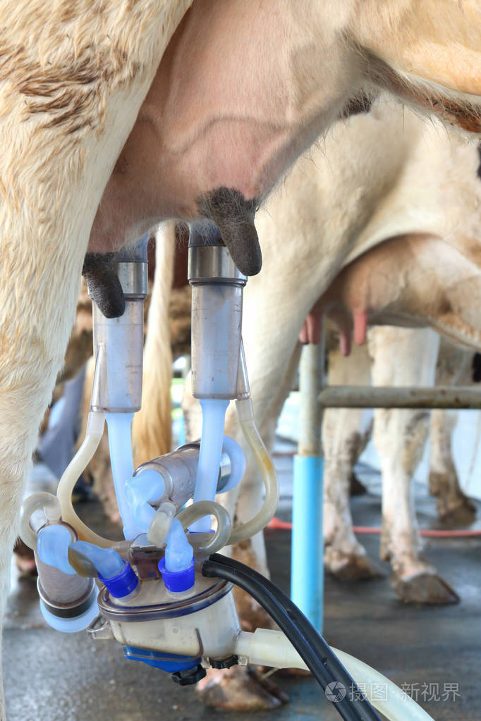奶牛挤奶设施和机械化挤奶设备