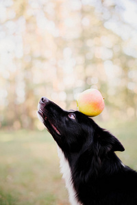 美丽的边境牧羊犬