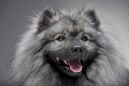 灰色背景下一只可爱的狼的肖像。