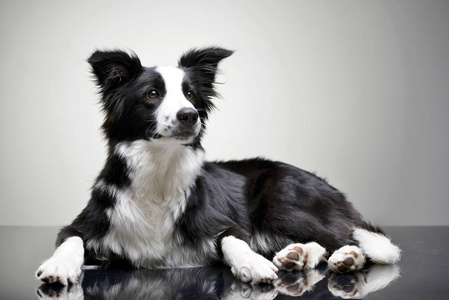 边境牧羊犬养殖图片-边境牧羊犬养殖素材-边境牧羊犬养殖插画-摄图新