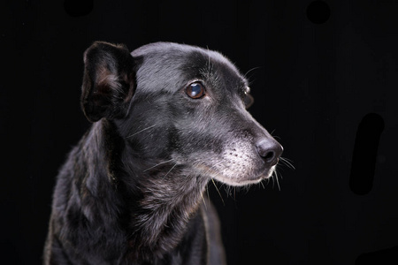 一只可爱的混血狗的肖像在黑色背景上被隔离。