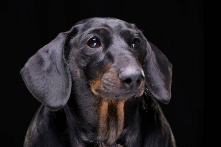 一只可爱的混血狗的肖像在黑色背景上被隔离。