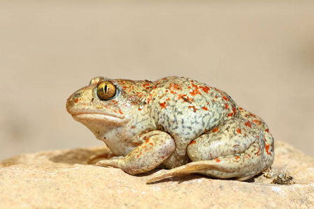 pelobate美丽的彩色大蒜蟾蜍,全长野生动物()照片