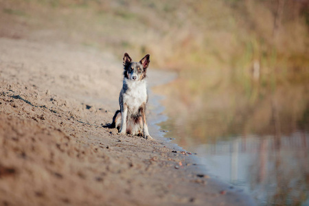 边境牧羊犬在水里奔跑。水溅，沙滩，水线..