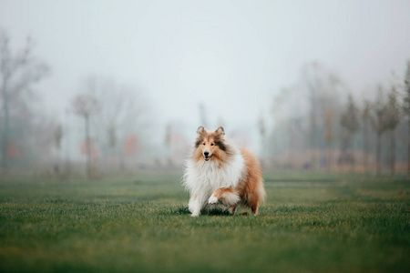 粗暴的科利犬