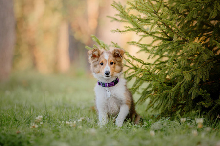 希特兰牧羊犬小狗。秋天