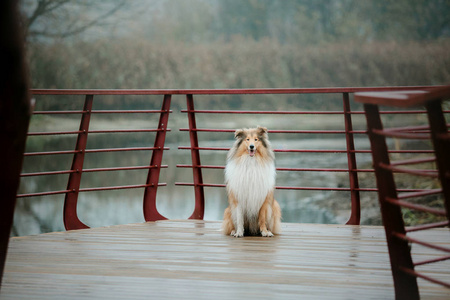 粗暴的科利犬