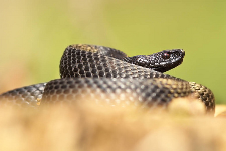  this is a large black and poisonous european snake