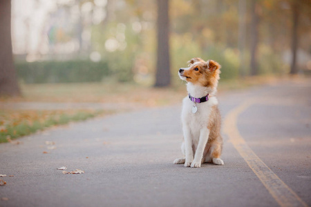 谢特兰牧羊犬小狗。 秋天