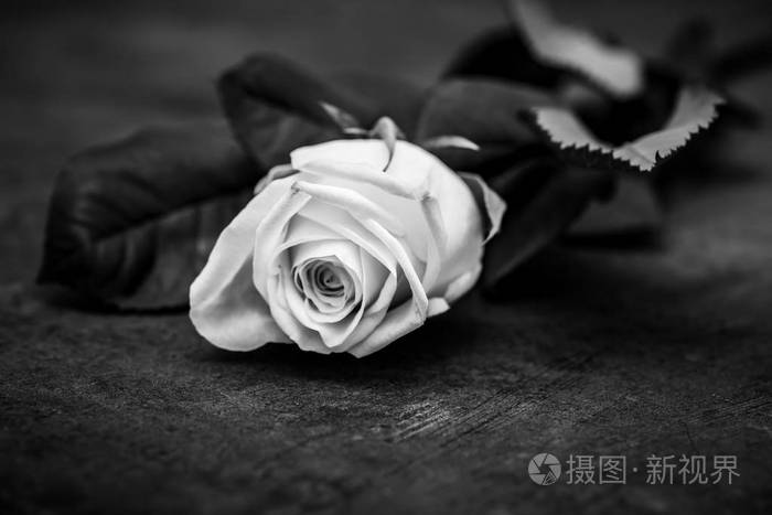 玫瑰黑白艺术摄影照片-正版商用图片186efn-摄图新视界