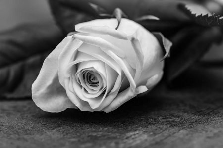 玫瑰黑白艺术摄影图片